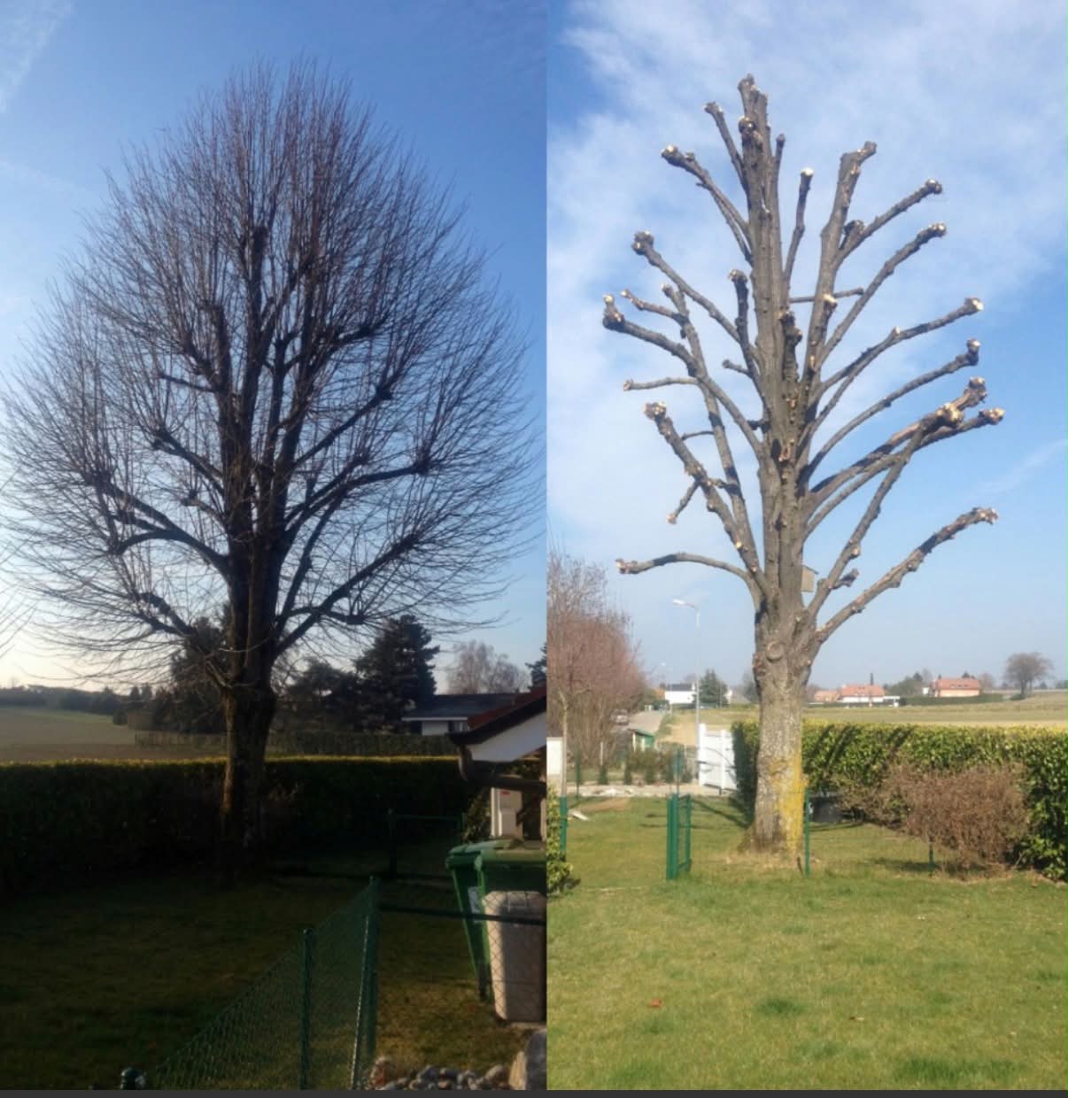 Élagage d'un grand arbre