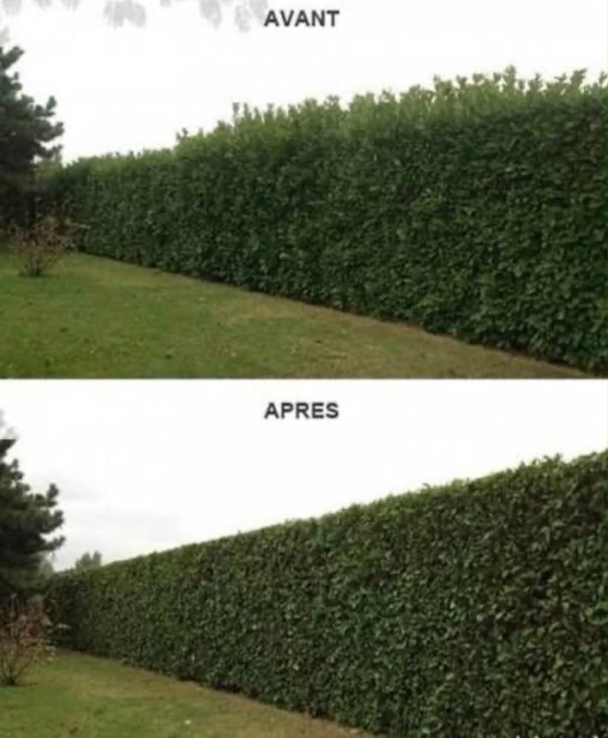 Taille de haie